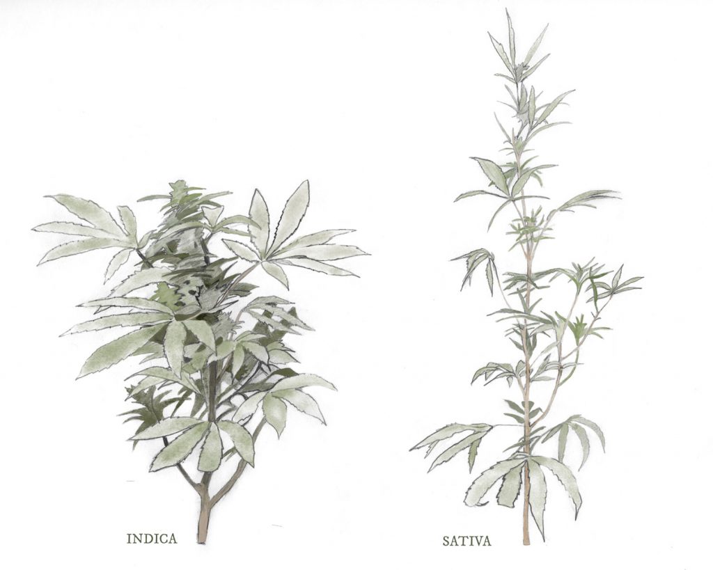 Understanding the Cannabis Plant Part 2: Indica vs. Sativa - National Holistic Healing Center