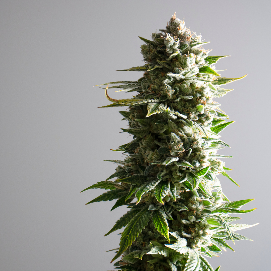 _Cannabis 101 – The Basics –